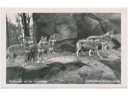 Německo, ZOO Berlín, Wolfsrudel auf der Freianlage, vlci, cca 1930