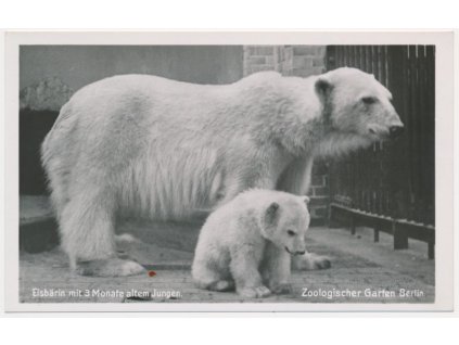 Německo, ZOO Berlín, Eisbärin mit 3 Monate altem Jungen, lední medvědi, cca 1930