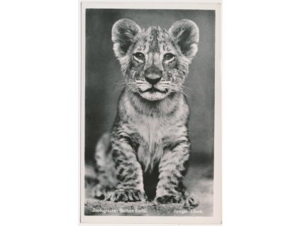 Německo, ZOO Berlín, Junger Löwe, lvíče, cca 1930