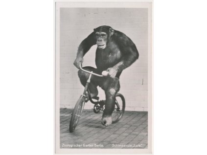 Německo, ZOO Berlín, Schimpansin "Lore", šimpanz, cca 1930