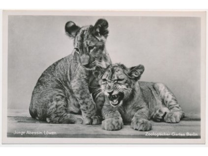 Německo, ZOO Berlín, Junge Abessin.Löwen, mladí lvi, cca 1930
