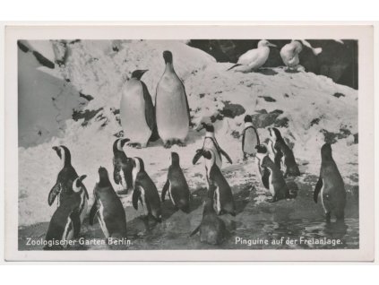 Německo, ZOO Berlín, Pinguine auf der Freianlage, tučňáci, cca 1930