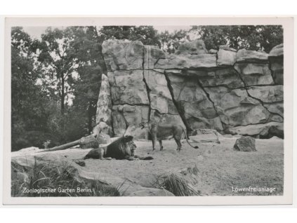 Německo, ZOO Berlín, Löwenfreianlage, lvi ve výběhu, cca 1930