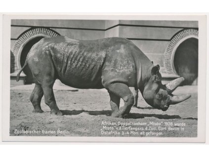 Německo, ZOO Berlín, Afrikan.Doppelnashorn, nosorožec, cca 1930