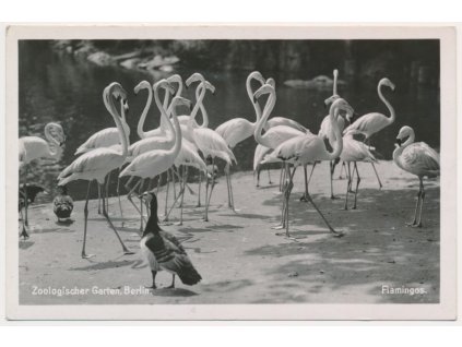 Německo, ZOO Berlín, Flamingos, plameňáci, cca 1930
