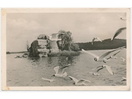 11 - Českolipsko, Doksy - Staré Splavy, partie s ptáky na jezeře, cca 1951