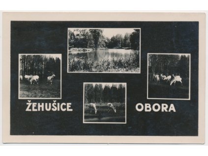 31 - Kutnohorsko, Žehušice, 4 okénkový záběr z obory, cca 1930