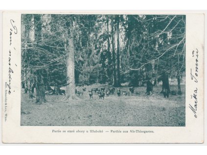 12 - Českobudějovicko, Partie ze staré obory u Hluboké, cca 1899