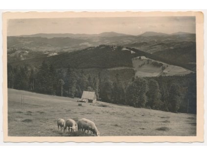 71 - Vsetínsko, Beskydy, Javorníky, partie s ovečkami, cca 1943
