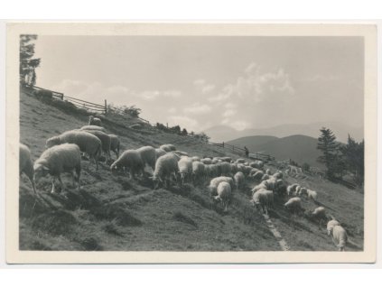 16 - Frýdeckomístecko, Ovce na salaši pod Lysou horou, cca 1940