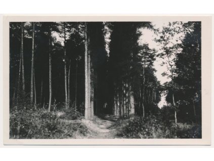 27 - Kladensko, Unhošť-Nouzov, lesní partie, cca 1940