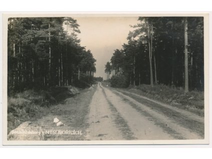 67 - Třebíčsko, Myslibořice, lesní partie, cca 1935