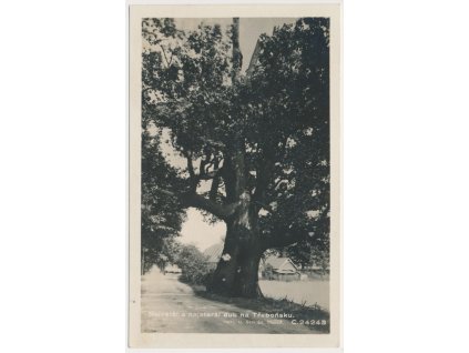 24 - Jindřichohradecko, Největší a nejstarší dub na Třeboňsku, 1932