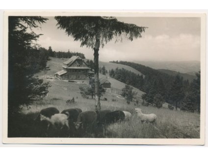 71 - Vsetínsko, Nový Hrozenkov, hotel Portáš, partie s ovečkami, cca 1942