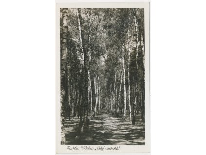 35 - Mělnicko, Kostelec na Labem, "Alej vzdechů", lesní partie, cca 1936