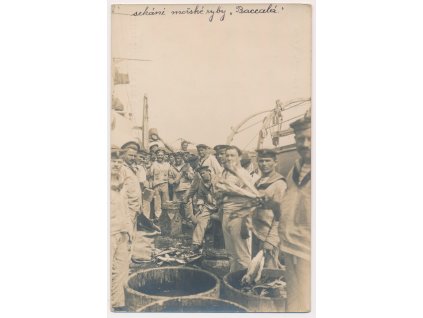 Ze života námořníků - Zabíjení ryb na palubě lodi, cca 1916