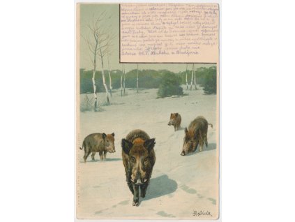 Prase divoké, Litografická pohlednice zvířecí rodinky, cca 1900