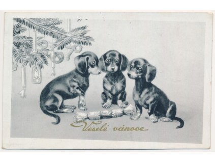 Vánoční přání s třemi jezevčíky, cca 1938