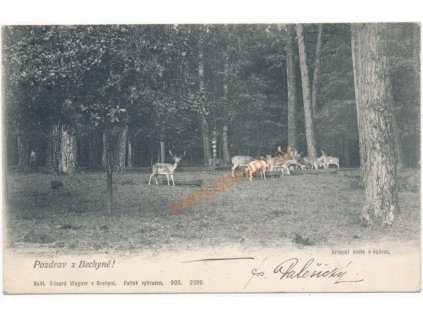 64 - Táborsko, Bechyně, krmení zvěře v oboře, cca 1900