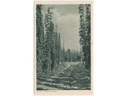 34 - Lounsko, Žatec (Saaz), partie z chmelnice, cca 1930