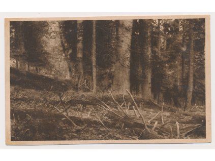 48 - Prachaticko, Boubínský prales, cca 1930