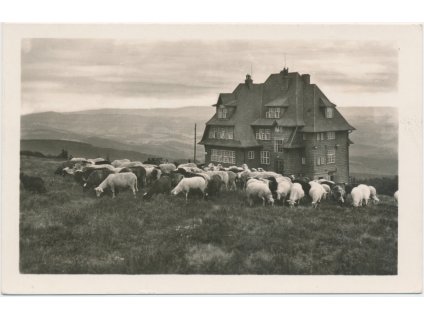 71 - Vsetínsko, hotel Radegast na Radhošti, ovečky na pastvě, Fototypia Vyškov...