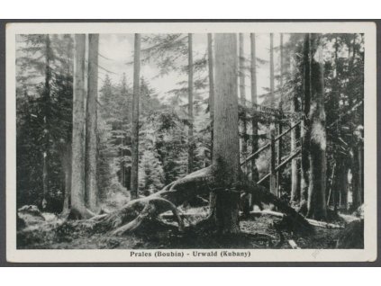 28 - Šumava, Prales (Boubín) - Urwald (Kubany), cca 1937