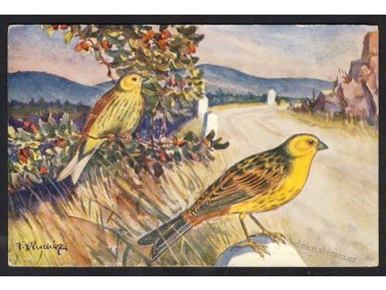 Fauna, Strnad obecný, mal. F.X.Procházka, ca 1930