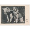 Foto dvou pejsků, Belka a Strelka, cca 1960