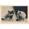 Námětová pohlednice, Dvě kočičky, cca 1956