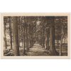 45 - Pelhřimovsko, Dobrá Voda, Lípová alej, cca 1925