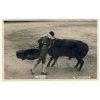 Toreador ve španělské koridě s býkem, ca 1925