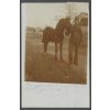 Koně, cca 1918