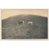 Ukrajina, Jasiňa, Krávy na pastvě, cca 1920