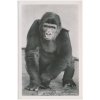 Německo, ZOO Berlín, Gorilla "Pongo", cca 1930