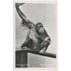 Německo, ZOO Berlín, Orang-Utan-Weibchen "Cleo", orangutani, cca 1930