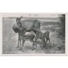 Německo, ZOO Berlín, Rehricke mit Kitzen, laň a koloušci, cca 1930