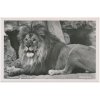 Německo, ZOO Berlín, Mähnenlöwe, lev, cca 1930