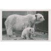 Německo, ZOO Berlín, Eisbärin mit 3 Monate altem Jungen, lední medvědi, cca 1930