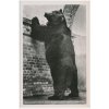 Německo, ZOO Berlín, Männl.Alaska-Riesenbär, medvěd, cca 1930