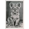 Německo, ZOO Berlín, Junger Löwe, lvíče, cca 1930