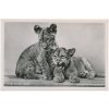 Německo, ZOO Berlín, Junge Abessin.Löwen, mladí lvi, cca 1930