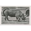 Německo, ZOO Berlín, Afrikan.Doppelnashorn, nosorožec, cca 1930