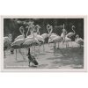 Německo, ZOO Berlín, Flamingos, plameňáci, cca 1930
