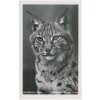 Německo, ZOO Berlín, Europäischer Luchts, rys, cca 1930