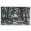 22 - Jičínsko, Lázně Bělohrad, Partie z Bažantnice, Alej vzdechů, cca 1939