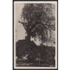 54 - Příbramsko, Březnice, strom (vaz) u kláštera, cca 1938