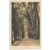 60 - Strakonicko, Blatná, partie z parku, stromová alej, cca 1929