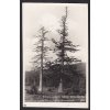 28- Šumava, Bučina, zbytky pralesa, Foto Fon, ca 1930