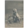 Fotografie dvou pejsků, "Mazlíček a Bullýček", cca 1915